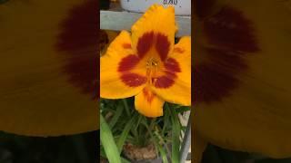 Lowe’s®️Hemerocallis ‘Fooled Me’ DayLily #garden #gardening #shorts