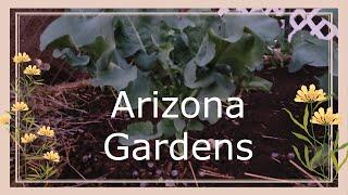 Arizona New Garden Update