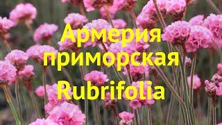 Армерия приморская Рубрифолио. Краткий обзор, описание характеристик armeria maritima Rubrifolia