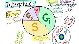 Cell Cycle (part 2); the INTERPHASE!