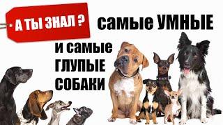 Самые УМНЫЕ и Самые ГЛУПЫЕ Породы СОБАК