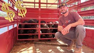 TRAPPING Wild Hogs To SELL For MONEY {PRICE BREAKDOWN}