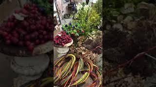 Ingredients for making garlands for willow wreaths