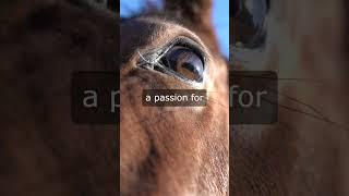 Equine #english #trending#shortsviral #ytviral #equine  #viral #ytshorts #ytvideo #shorts #vocablury