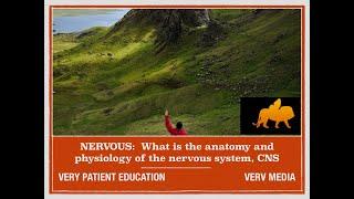 VERY PATIENT EDUCATION NERVOUS:  The anatomy and physiology of the nervous system