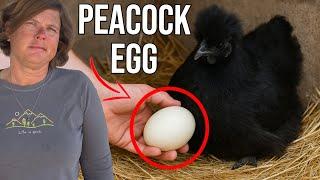 Can a Chicken Hatch a Peacock?