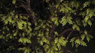 Element 3D: Rotating tree