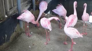 Lesser flamingos nest building (2017)