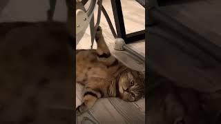 Cat the Babysitter #viral #funny #cat #shorts