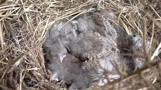 linnets ,  nest with chicks,  nest with eggs