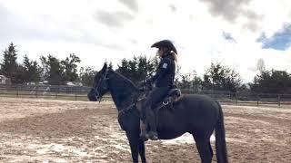 3 Basic Riding Positions To Help Your Gaited Horse Gait