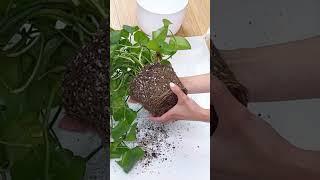 Pothos chop, repot + maintenance. Everything linked #houseplants #plantcare #plantcaretips