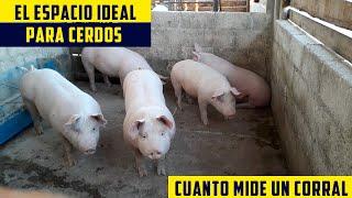 Cuanto Espacio Necesita Un Cerdo de Engorde