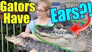 Cool Alligator Facts- Featuring Rex! (My Alligator)