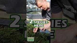 Hygrophila PINNA-FO-SHO vs. PINNA-FO-SH*TS