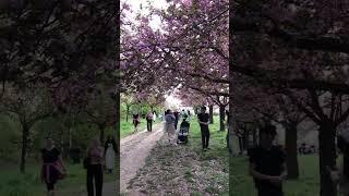 Sakura in blossom in Berlin-Teltow #sakura #berlin