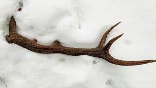 Zrzuty jelenia, piekna tyka w sniegu / Nice red stag antler in the snow