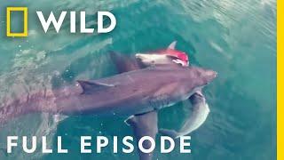 Sharks vs. Dolphins: Blood Battle (Full Episode) | Nat Geo Wild