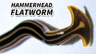 Hammerhead Flatworm Facts: They EAT EARTHWORMS | Animal Fact Files