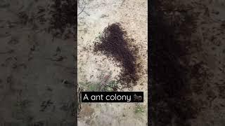 1 Million Ants  #short #shorts #ant #ants #animals #insects #nature