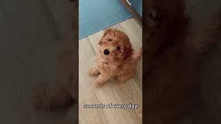 mini goldendoodle puppy one year compilation #shorts