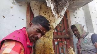 Harvesting giant honey, so so big honeycomb | Beekeeping International