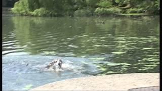 Humph takes a swim with a swan