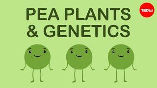 How Mendel's pea plants helped us understand genetics - Hortensia Jiménez Díaz