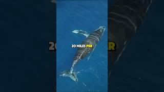 Amazing Facts About Blue Whales: The Giants of the Ocean #sciencedaily #didyouknow #shorts