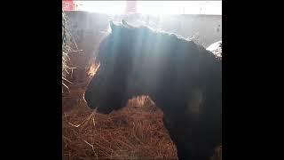 Just a happy little rescue pony  #animalsanctuary #rescue #shetlandpony