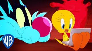 Looney Tunes in italiano  | Titti e la sua Nuova Casa | WB Kids