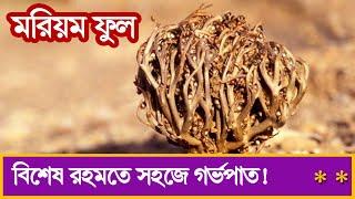 মরিয়ম ফুল । এর আশ্চর্য উপকারিতা সম্পর্কে আপনি জানেন কি? mayajaal | মায়াজাল | BD Documentary