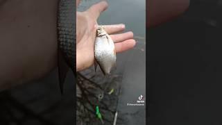 Как из пулемёта #клюет #рыбалка #fishing #фидер #густера