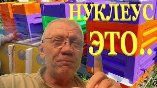 Лучший улей для нуклеусов из практики Нуклеусы для пчел Что это?