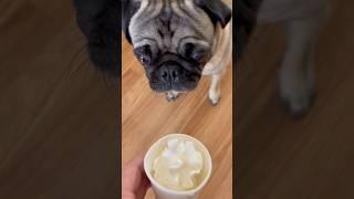 This Pug has anxiety just like a person