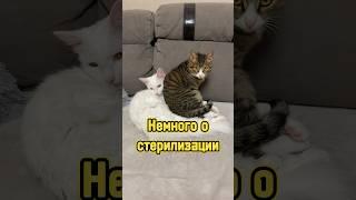 Польза кастрации/стерилизации котиков ‍⬛ #питомцы #кот #cat #кастрация #стерилизация