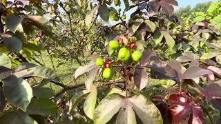 Jatropha gossypifolia, a beautiful and hassle free plant ️