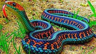 10 Most Beautiful Snakes In The World