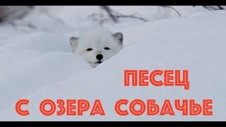 Песец с озера Собачье и отважная ныряльщица Оляпка. Плато Путорана / Siberia. Arctic fox.