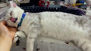 Mint kitten - How to wake up a sleeping cat on the table work?