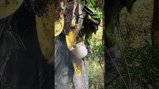 Real life of farmers taking natural bees along the cliffs #wildbees #beekeeper