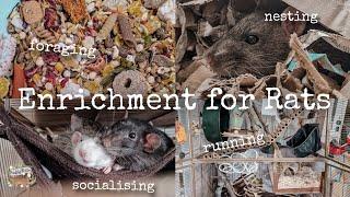 How to provide your rats with enrichment!