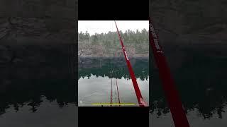 Трофейная Ряпушка на оз. Куори #русскаярыбалка4  #fishing  #рыбалка