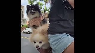 Pomeranian Pomeranian baby idiot puppy cute dogA dog who hasn't been on a bicycle is incomplete