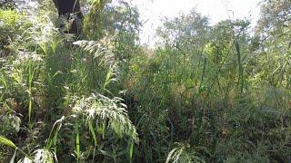 Microclimates created by water bodies. #permaculture