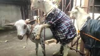 Mating Animals Video Goat Mating Patha Bakra Barbari Cross breeding Agressive Bakra Cross Bakri