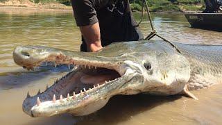 Рыбалка на панцирную щуку Alligator Gar Fish