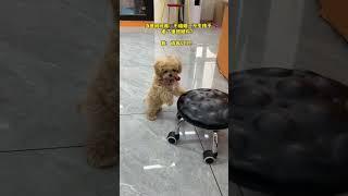 When I get old and can t walk anymore in the future it will push my wheelchair for me #Cut