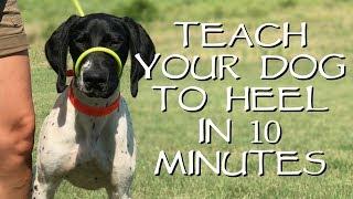 Teach Your Dog To Heel In Less Than 10 Minutes