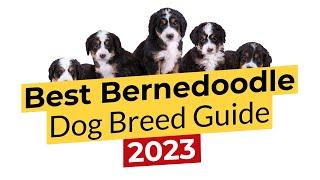 Best Bernedoodle Dog Breed Guide  2023 